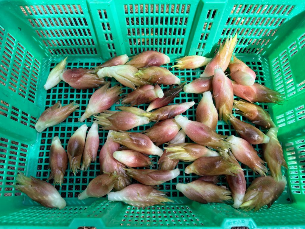 IMG_4281-1024x768 開墾地の畑の様子