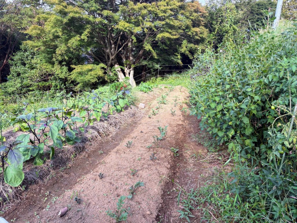 IMG_4285-1024x768 開墾地の畑の様子