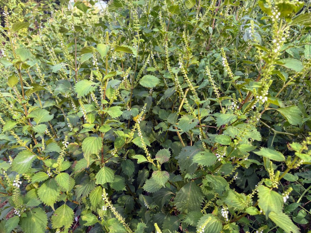 IMG_4286-1024x768 開墾地の畑の様子