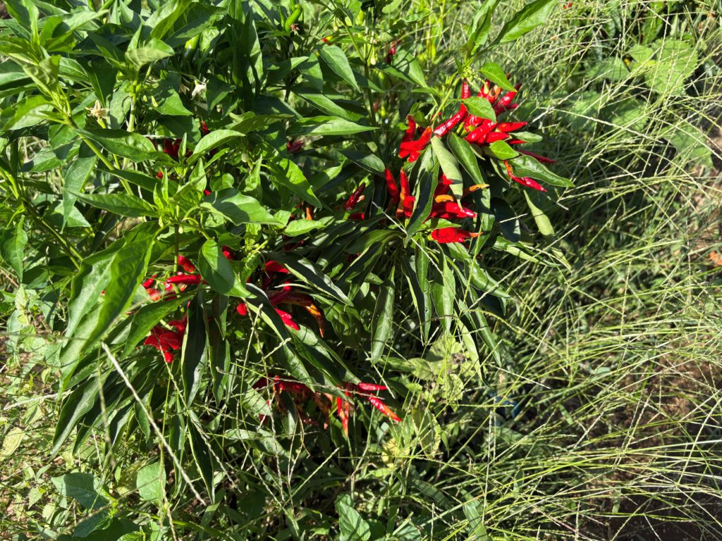 IMG_4290-1024x768 開墾地の畑の様子