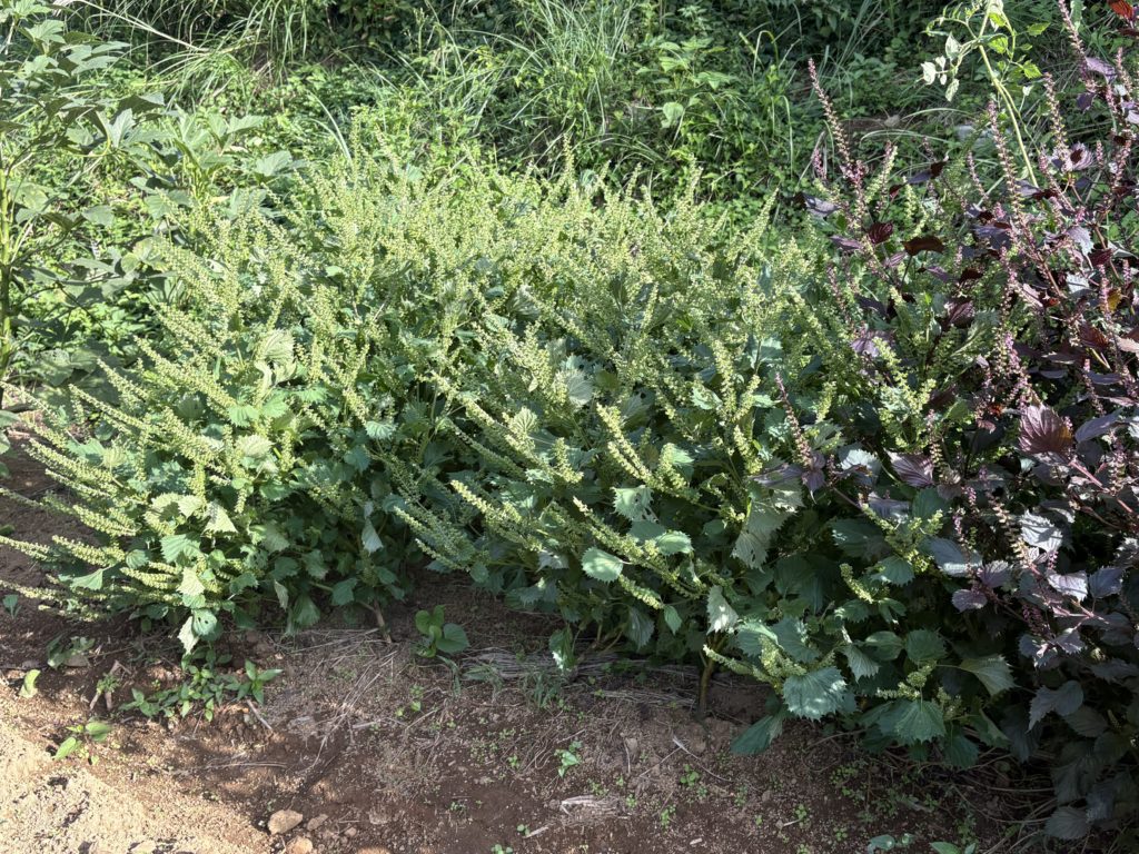 IMG_4291-1024x768 開墾地の畑の様子