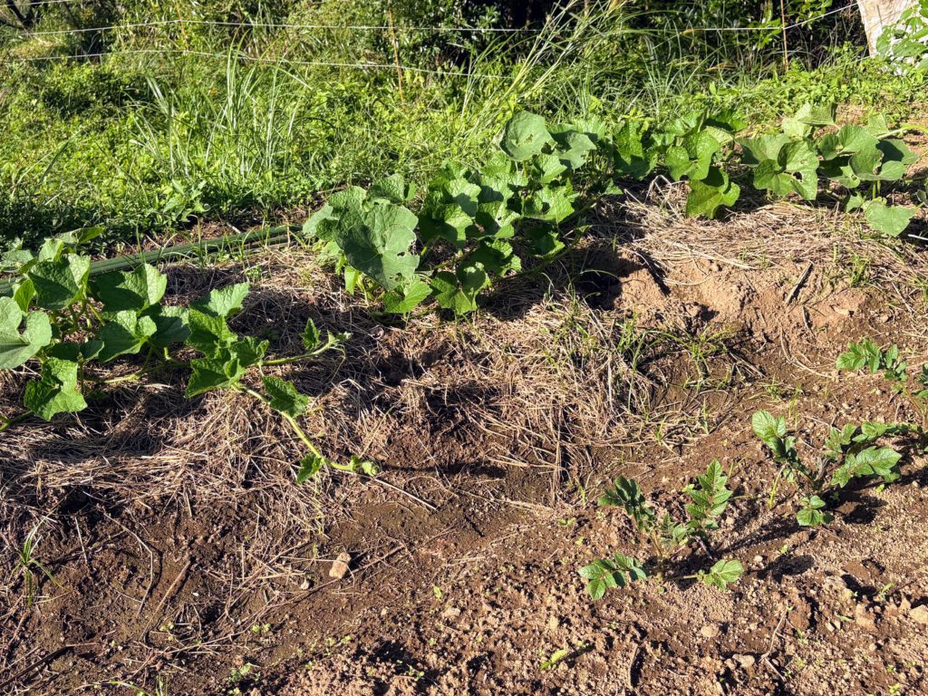 IMG_4293-1-1024x768 開墾地の畑の様子