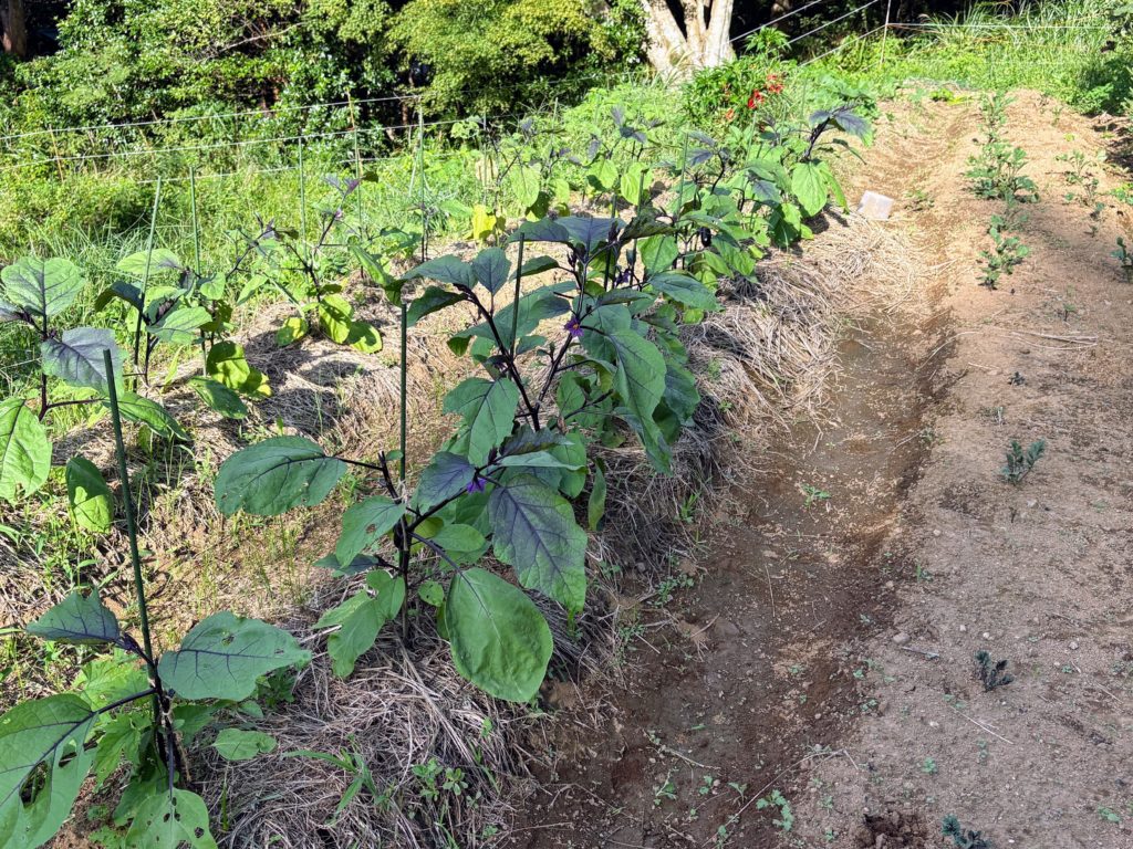 IMG_4295-1024x768 開墾地の畑の様子