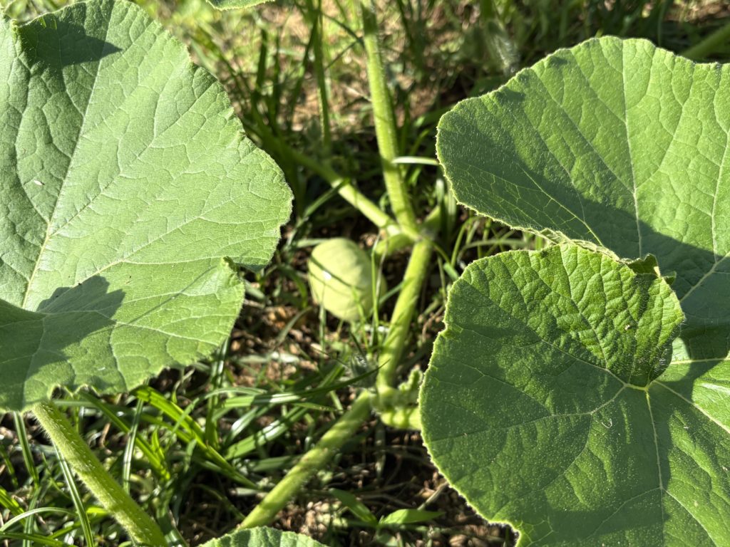 IMG_4296-1024x768 開墾地の畑の様子