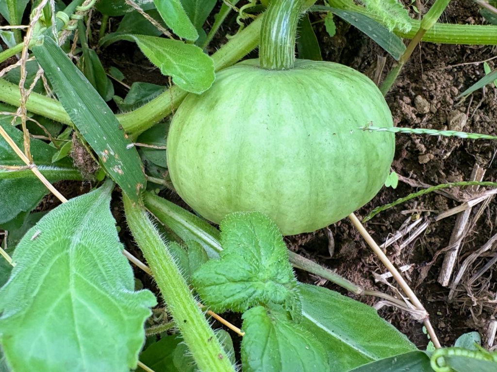 IMG_4298-1-1024x768 開墾地の畑の様子