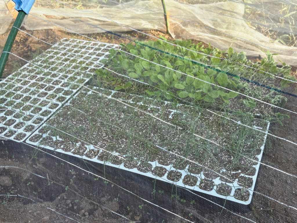 IMG_4300-EDIT-1024x768 開墾地の畑の様子