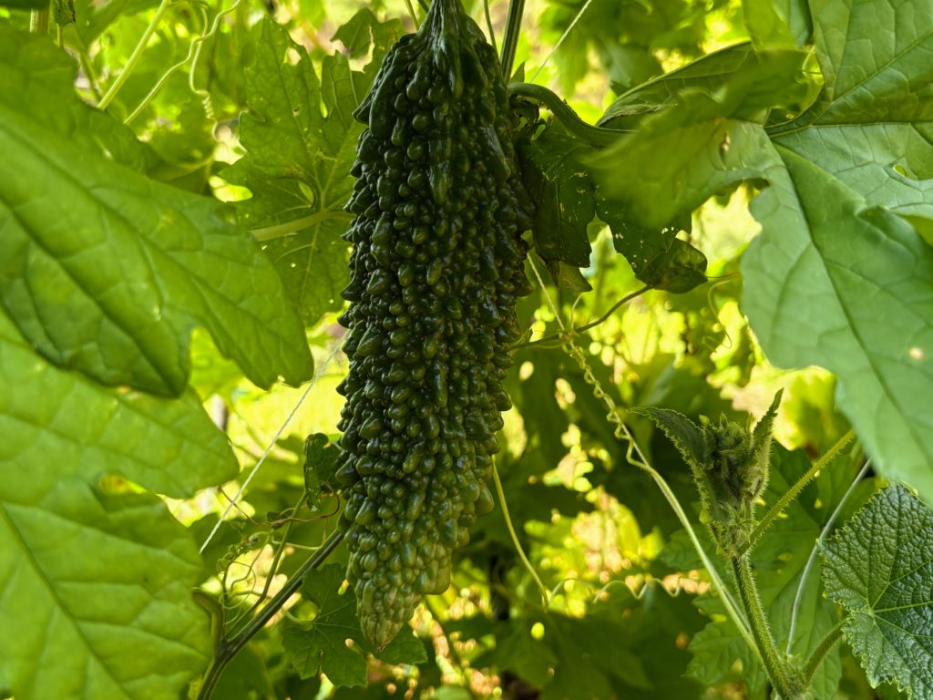 IMG_4301-1024x768 開墾地の畑の様子