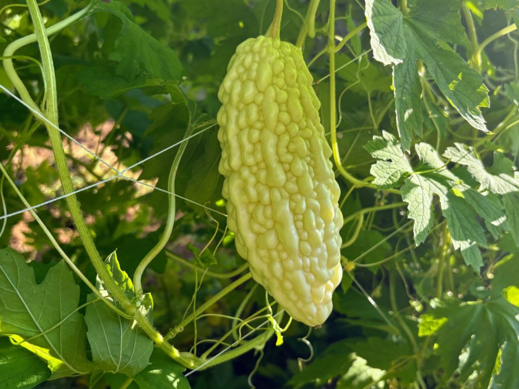 IMG_4302-1024x768 開墾地の畑の様子