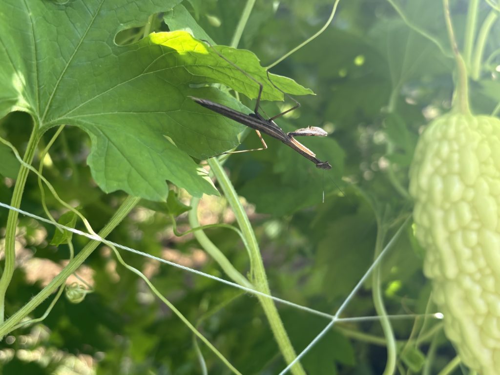 IMG_4303-1024x768 開墾地の畑の様子