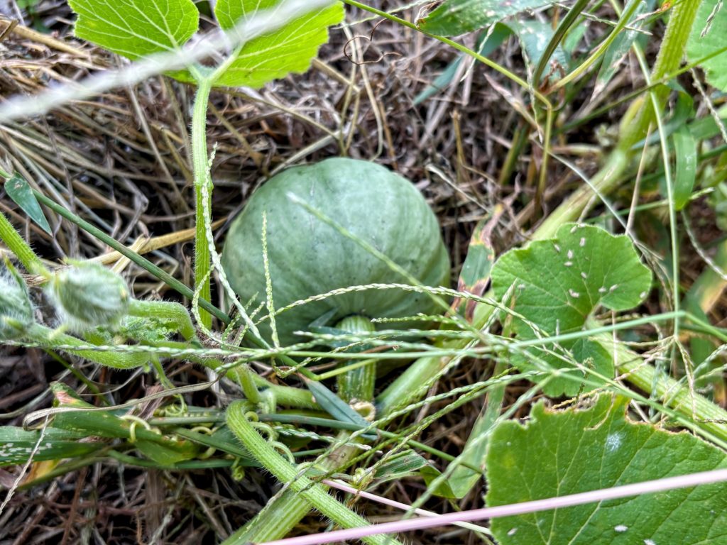 IMG_4306-EDIT-1024x768 開墾地の畑の様子