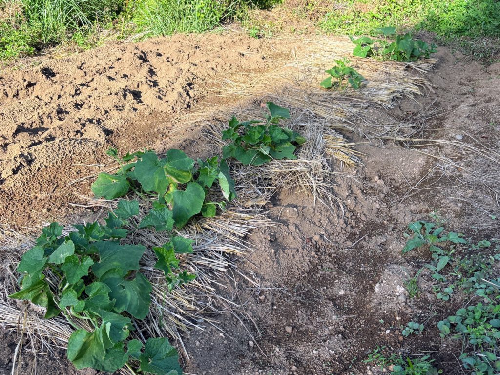 IMG_4307-1024x768 開墾地の畑の様子