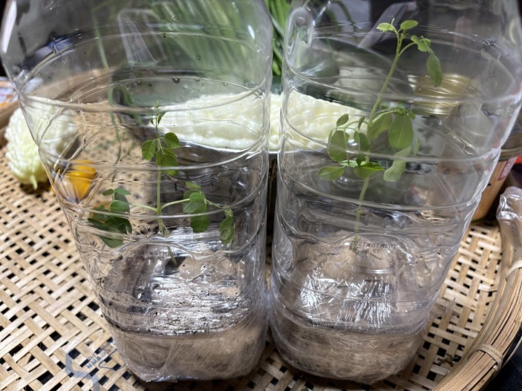 IMG_4316-1024x768 紫蘇の実の塩漬け