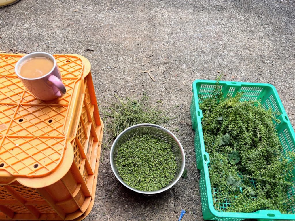 IMG_4317-1024x768 紫蘇の実の塩漬け