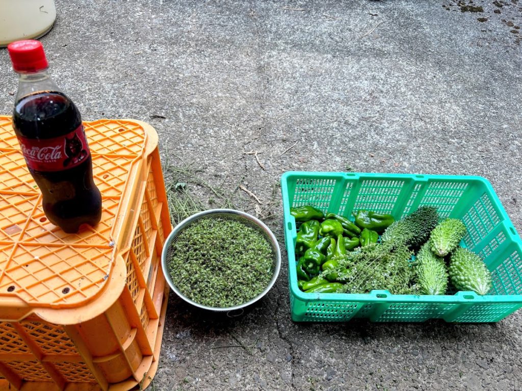 IMG_4319-EDIT-1024x768 紫蘇の実の塩漬け