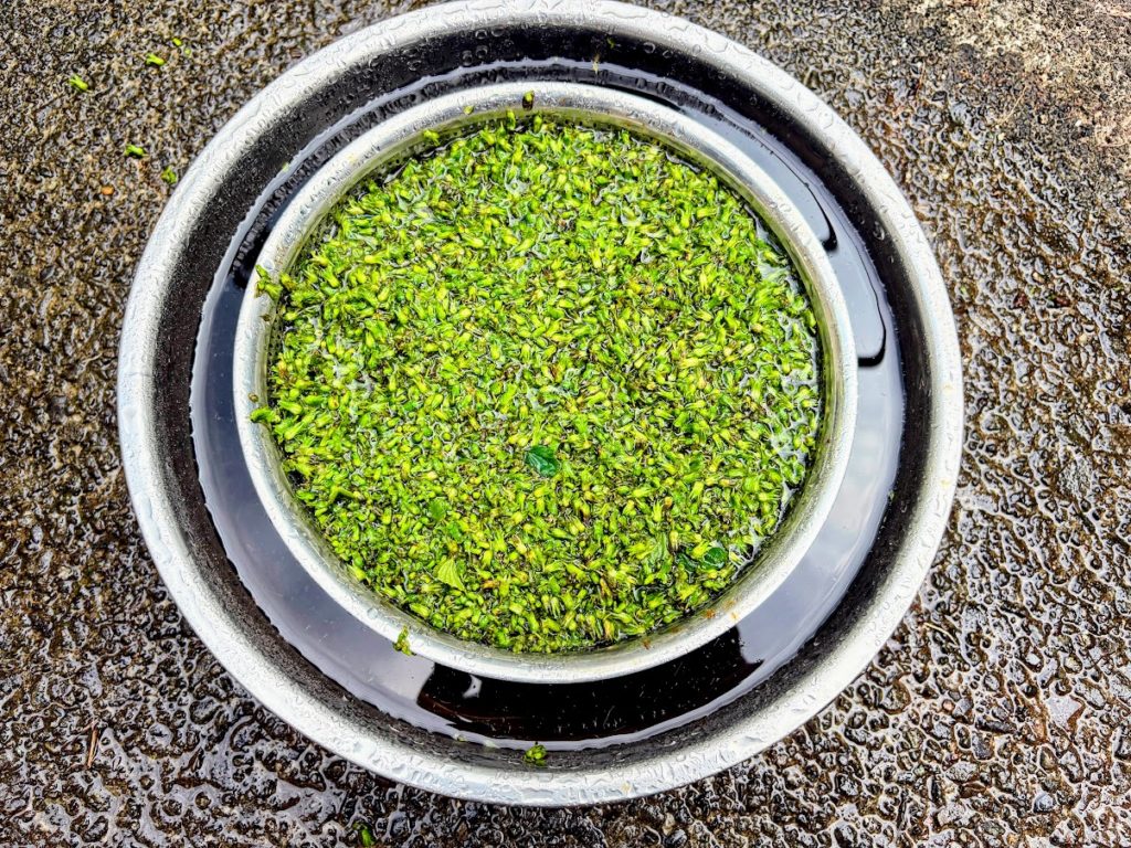 IMG_4321-EDIT-1024x768 紫蘇の実の塩漬け