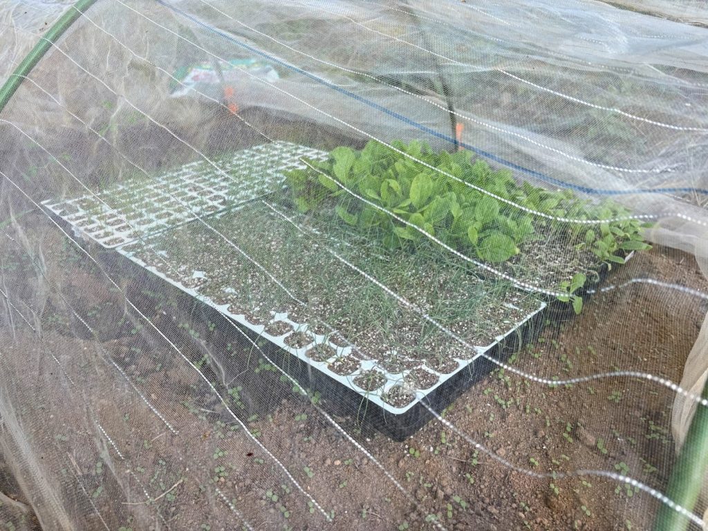 IMG_4324-EDIT-1024x768 紫蘇の実の塩漬け