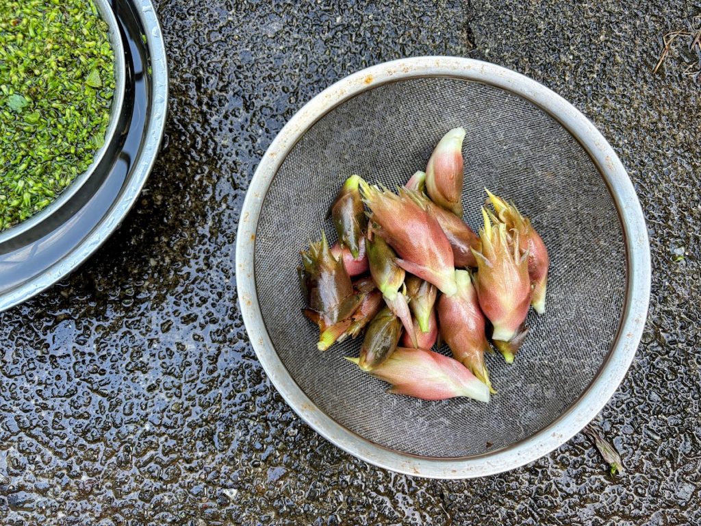 IMG_4326-EDIT-1024x768 紫蘇の実の塩漬け