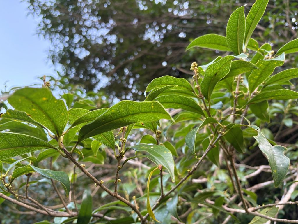 IMG_4327-1024x768 紫蘇の実の塩漬け