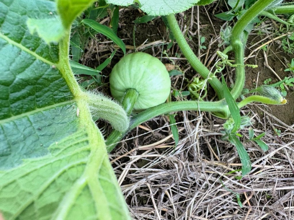 IMG_4338-1024x768 紫蘇の実の塩漬け