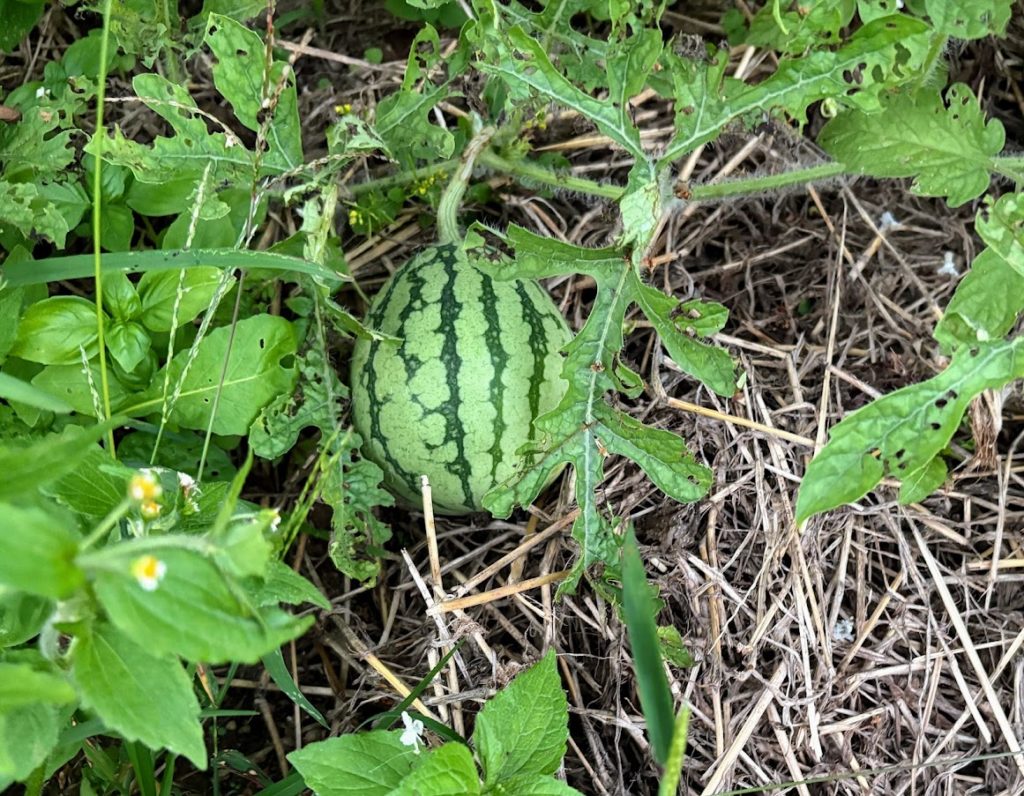 IMG_4339-1024x796 紫蘇の実の塩漬け