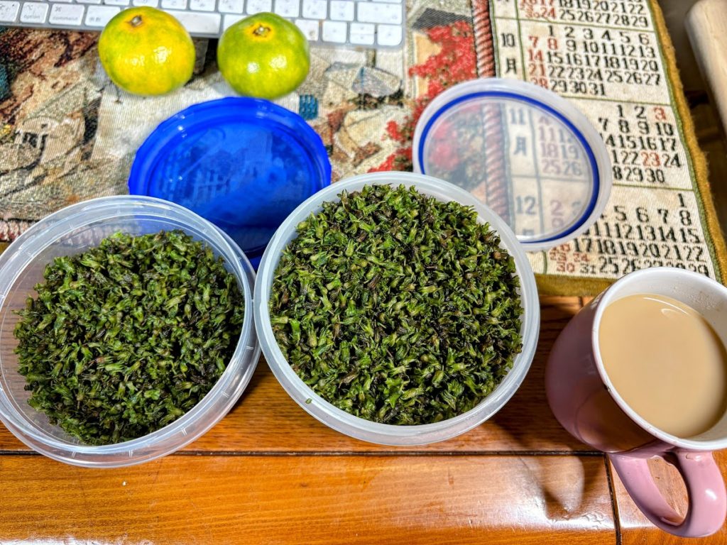 IMG_4342-EDIT-1024x768 玉ねぎの種植え