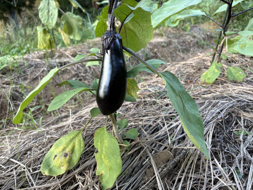 IMG_4349-1024x768 玉ねぎの種植え