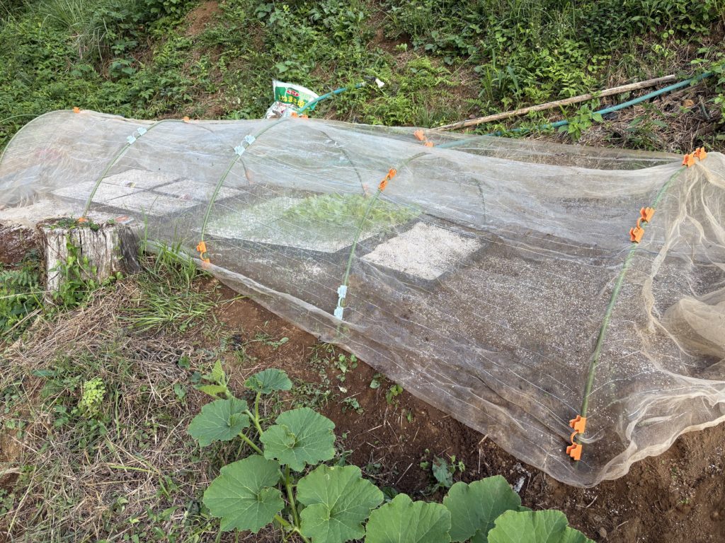 IMG_4352-1024x768 玉ねぎの種植え