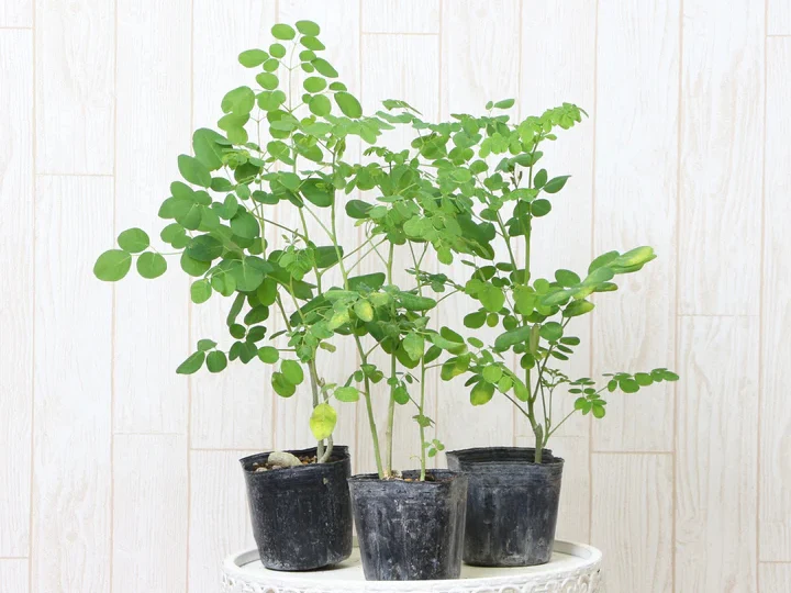 toy10765__1_720x_2a7fe99d-7d5d-4209-90d4-d371a412759b 究極の栄養食材「モリンガ」