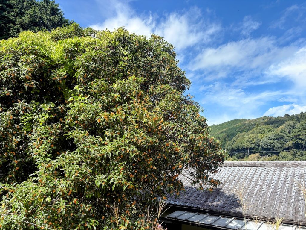 IMG_4375-EDIT-1024x768 もう少しの居眠りを