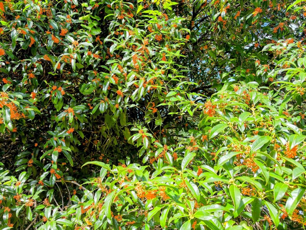 IMG_4376-EDIT-EDIT-1024x768 もう少しの居眠りを