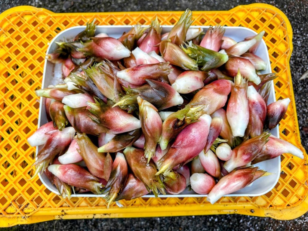 IMG_4379-EDIT-EDIT-1024x768 もう少しの居眠りを