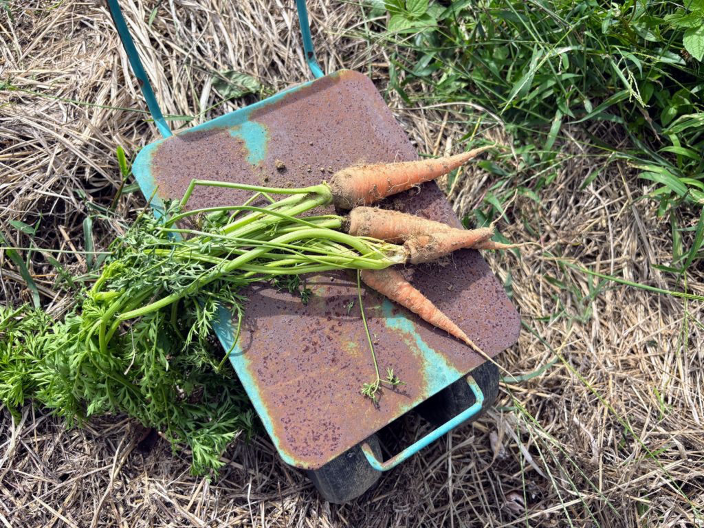 IMG_4391-1024x768 今日も、棚田の草刈り