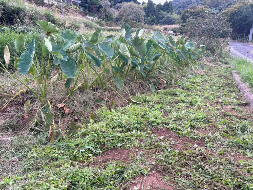 IMG_4395-1024x768 今日も、棚田の草刈り