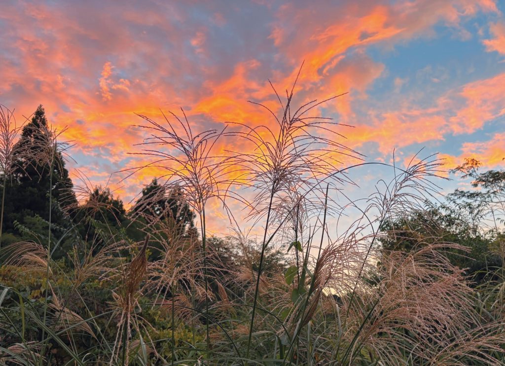 IMG_4400-EDIT-1-1024x742 今日も、棚田の草刈り