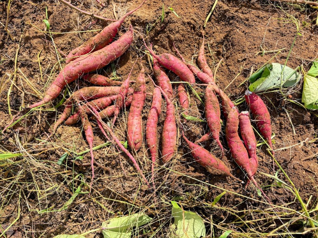 IMG_4507-EDIT-1024x768 伝説のOHTANI DAY