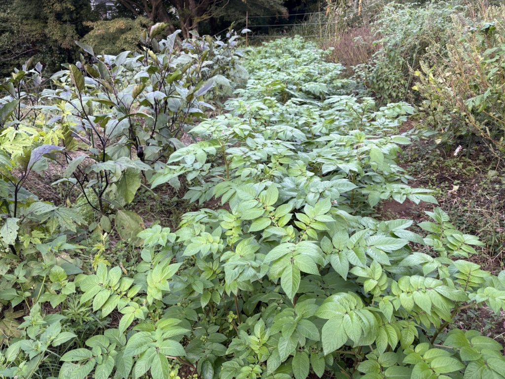 IMG_4564-1024x768 本日、5日ぶりに修善寺ベースへ戻った