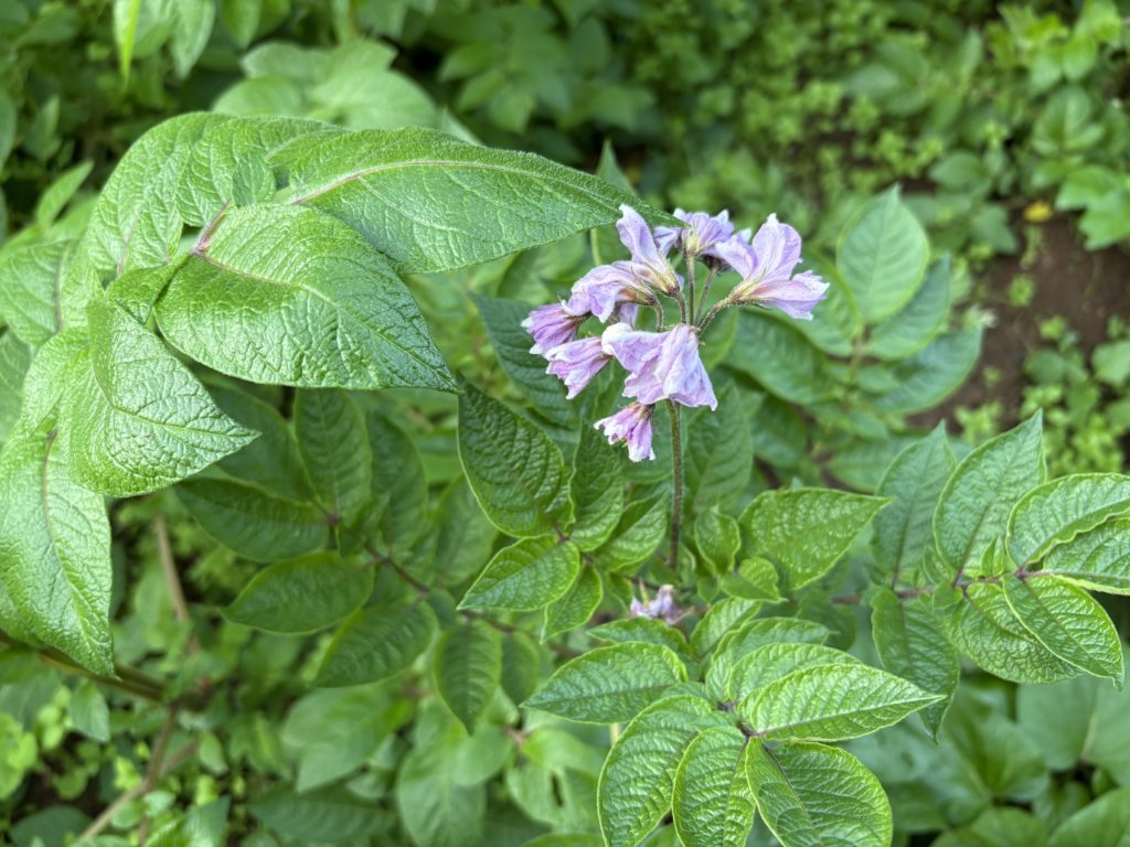 IMG_4565-1024x768 本日、5日ぶりに修善寺ベースへ戻った