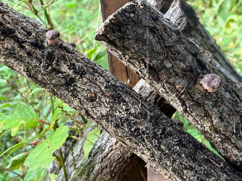 IMG_4583-1024x768 秋ですねぇ