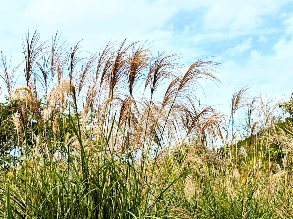 IMG_4594-EDIT-1024x768 秋ですねぇ