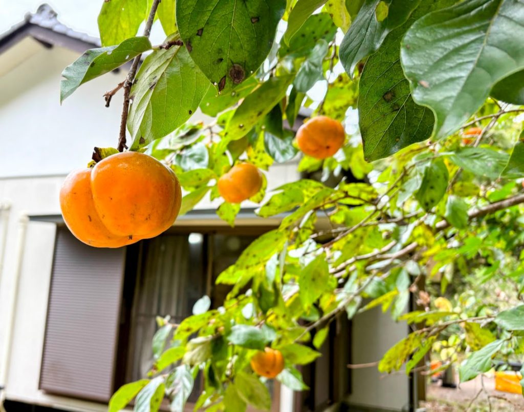 IMG_4595-EDIT-1024x804 秋ですねぇ