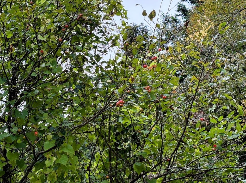 IMG_4597-EDIT-1024x763 秋ですねぇ