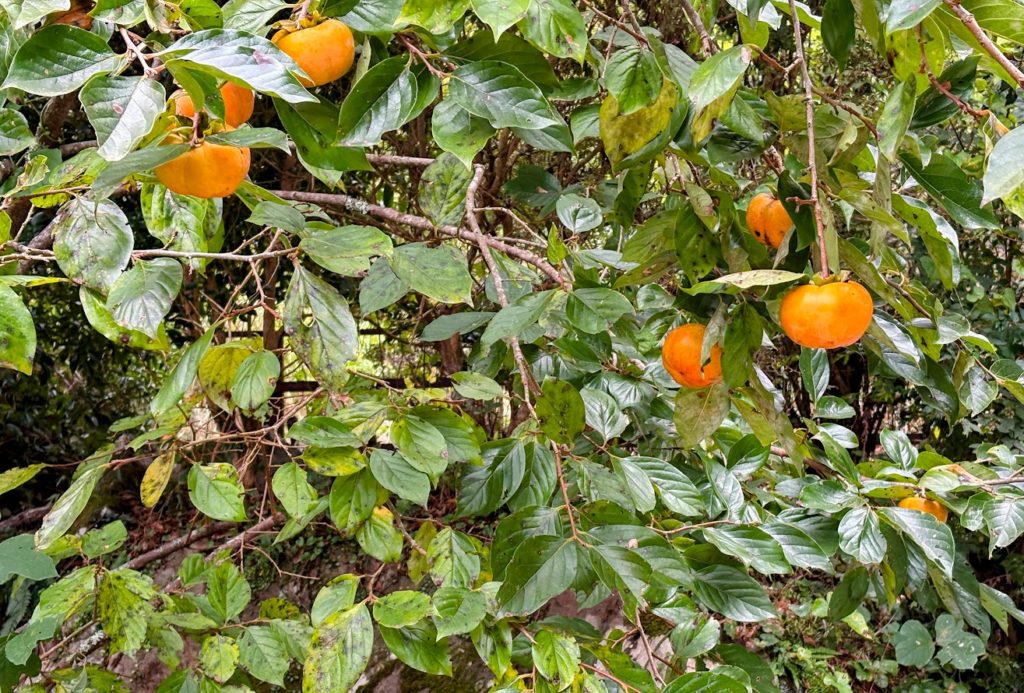 IMG_4598-EDIT-1024x693 秋ですねぇ