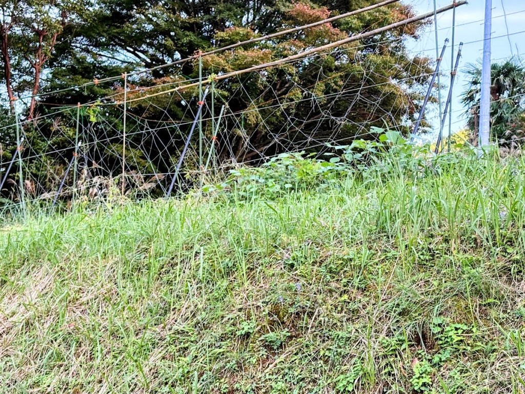 IMG_4611-EDIT-1024x768 フンザ族の長寿伝説