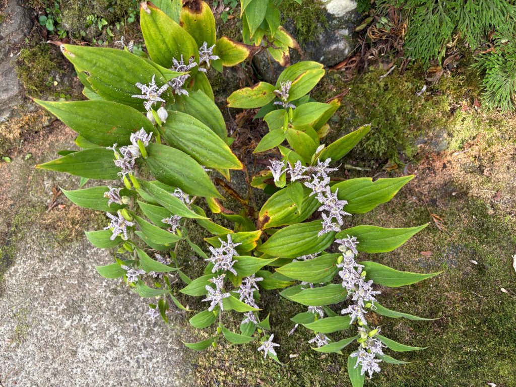 IMG_4673-1024x768 地鎮祭