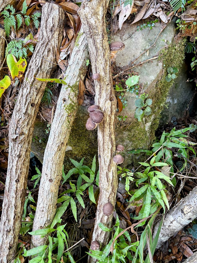 IMG_4686-EDIT 感動と興奮をもう一度！