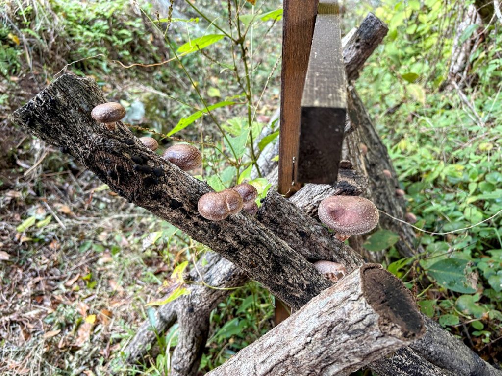 IMG_4687-EDIT-1024x768 感動と興奮をもう一度！