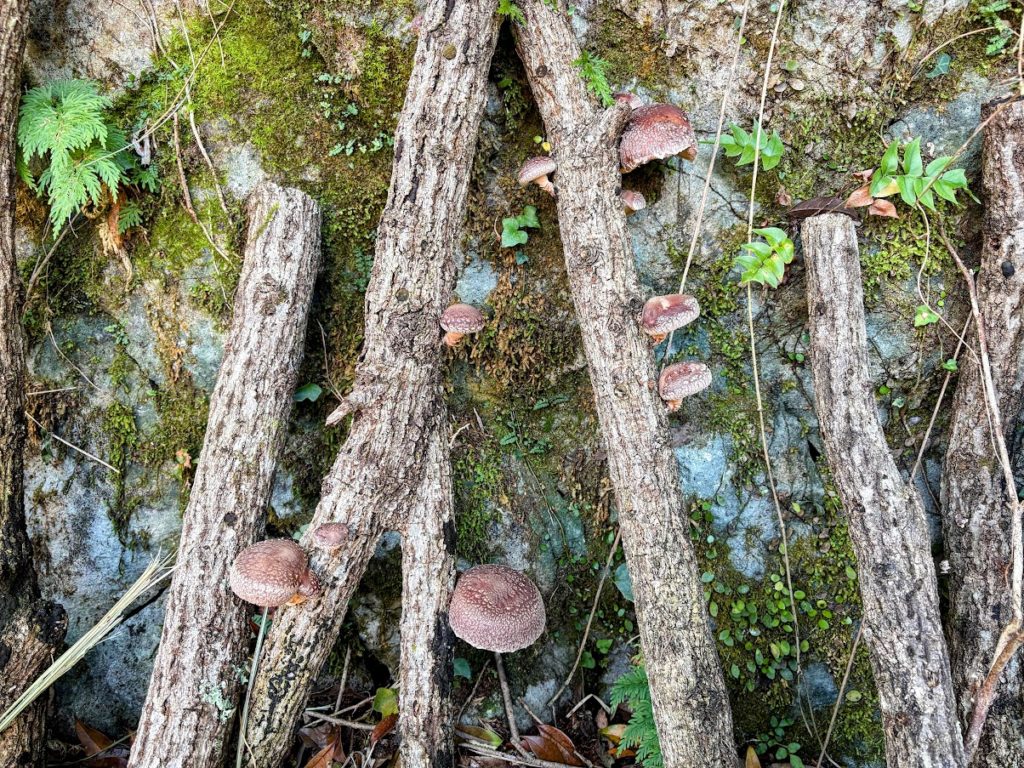 IMG_4703-EDIT-1024x768 感動と興奮をもう一度！