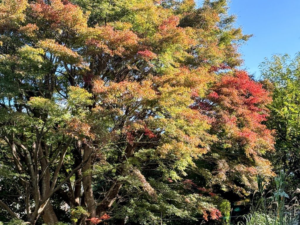 IMG_4705-EDIT-1024x768 感動と興奮をもう一度！