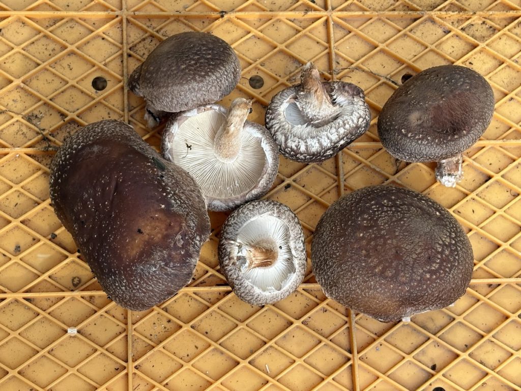 IMG_4706-1024x768 感動と興奮をもう一度！