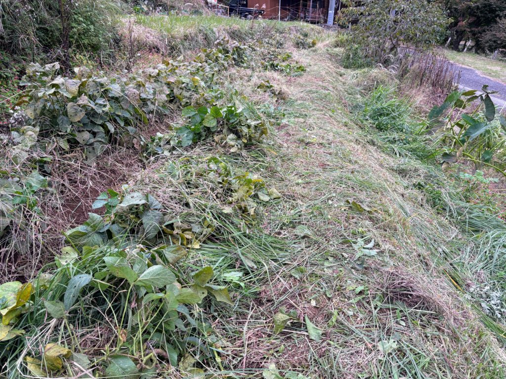 IMG_4715-1024x768 薩摩芋（7月植え付け・紅はるか）試し掘り